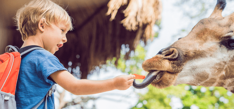 a boy on a field trip at the zoo feeding a giraffe